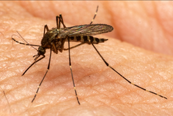 Quelle: Jesse Rorabaugh, CC0, via Wikimedia Commons, https://upload.wikimedia.org/wikipedia/commons/3/31/Aedes_Washinoi.png